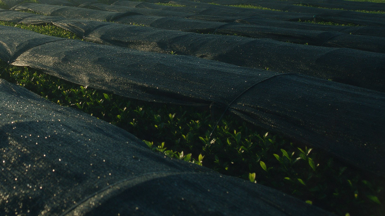 Tea rows under black shade cloth, new leaves showing between them